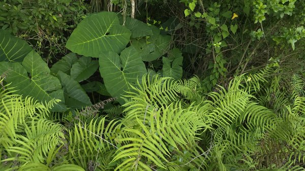 What are the key considerations for installing a rain garden in a UK home?