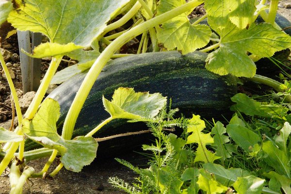 What Are the Most Effective Organic Pest Control Methods for UK Vegetable Gardens?