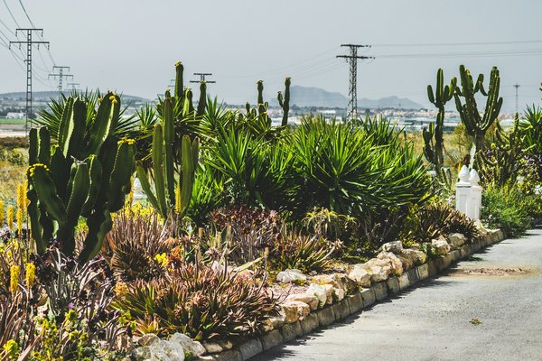How can you design a low-maintenance front yard using drought-tolerant plants in East Anglia?